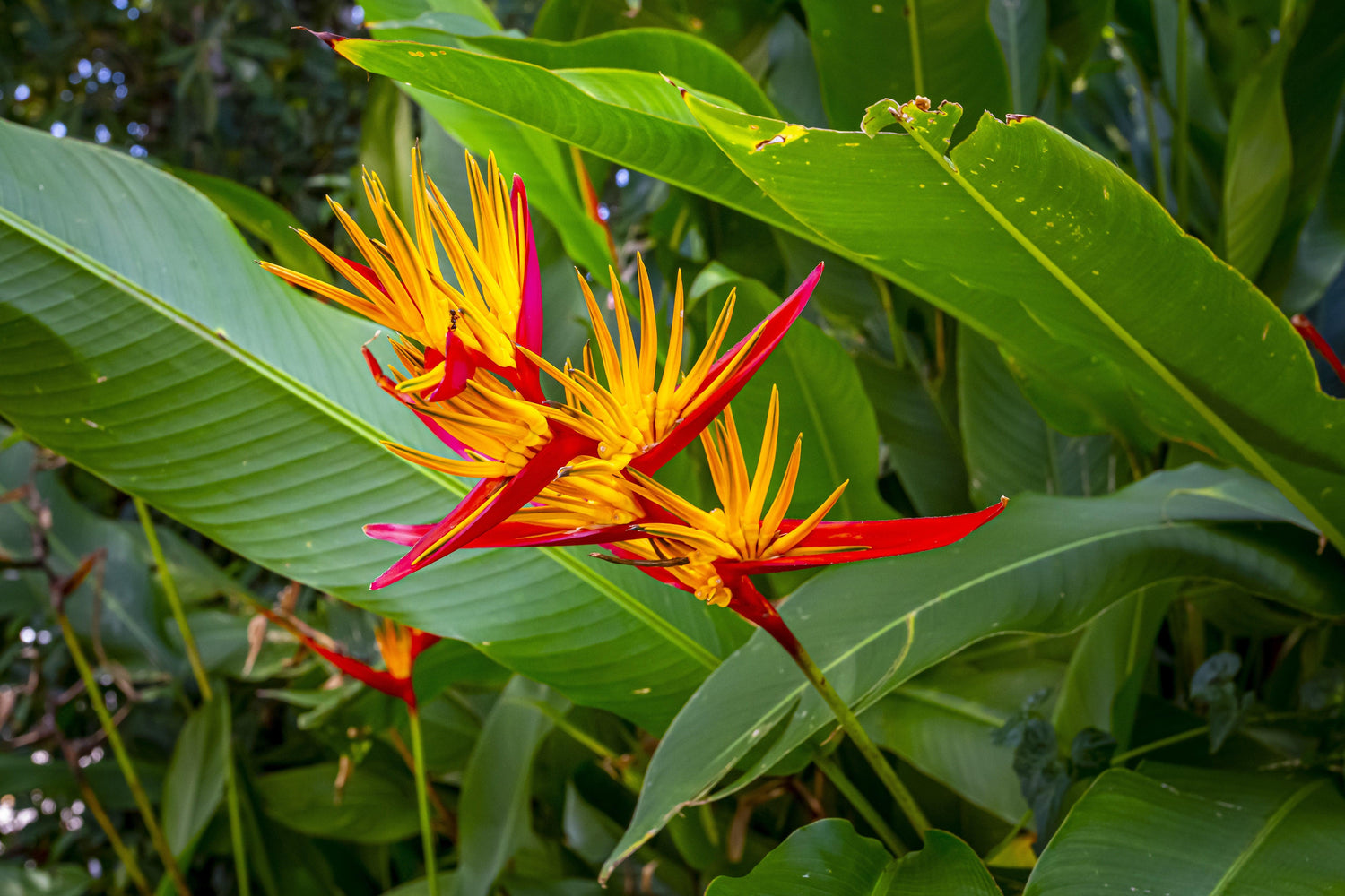 Bird of paradise
