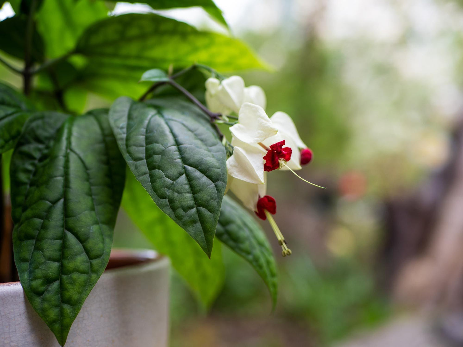 Bleeding Heart Vine Plant