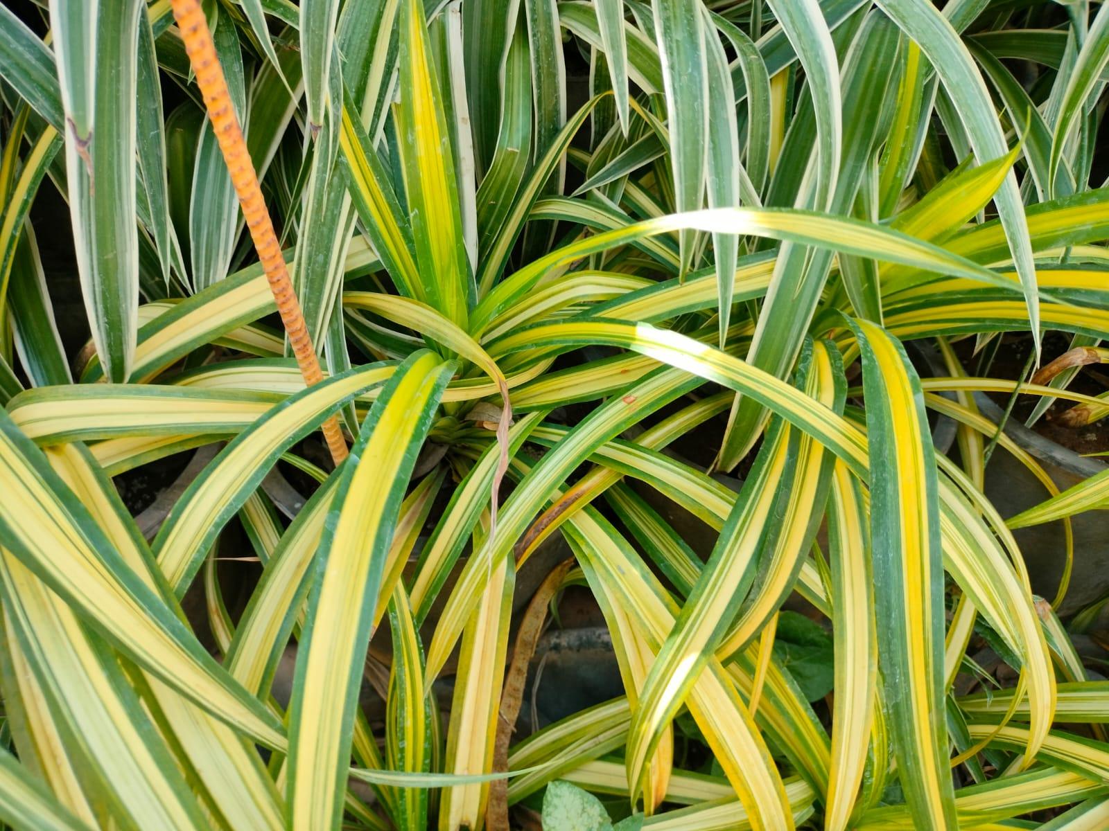 Chlorophytum varigated  Mapro