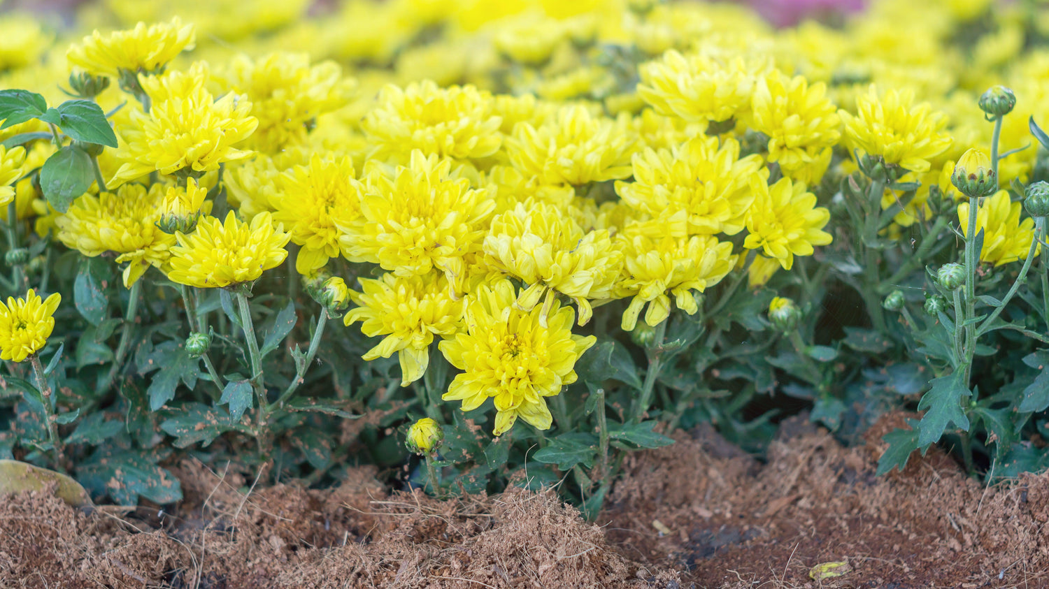 Crysanthemum Plant