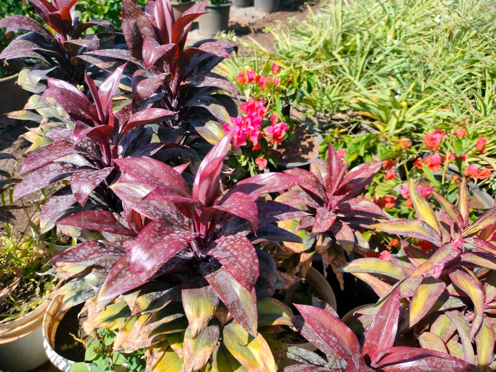Draceana Dark brown(Cordyline fruticosa) Plant  Mapro