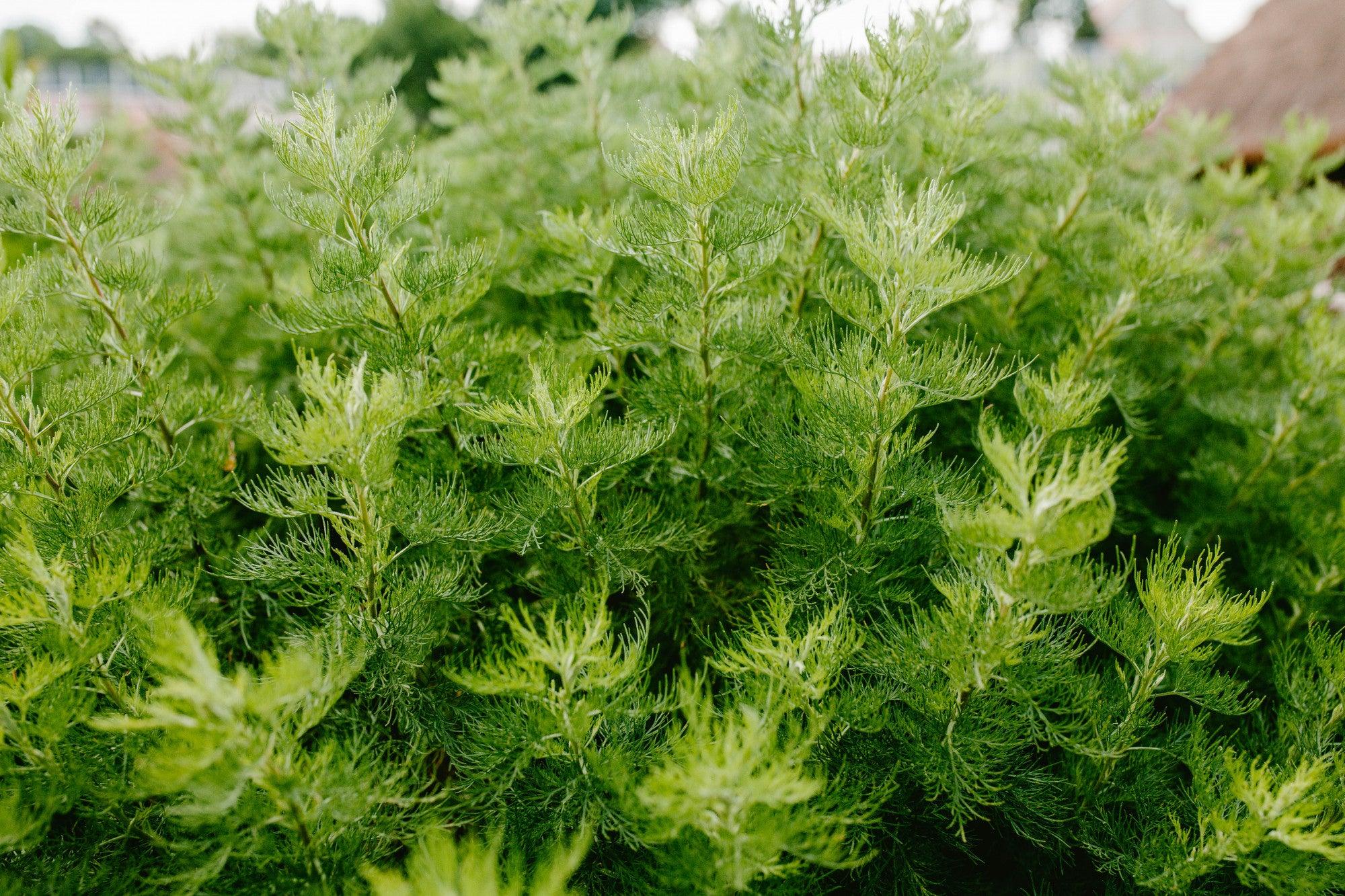 Kochia Plant  Mapro