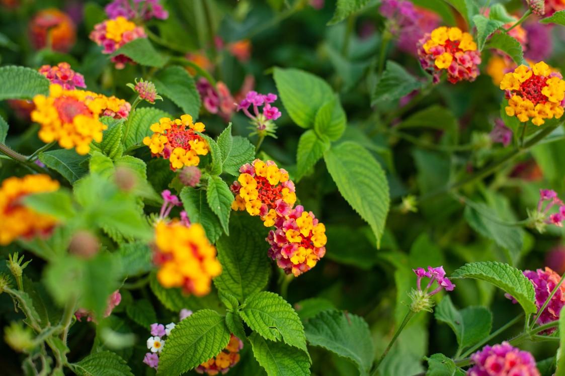 Lantana camera  Mapro