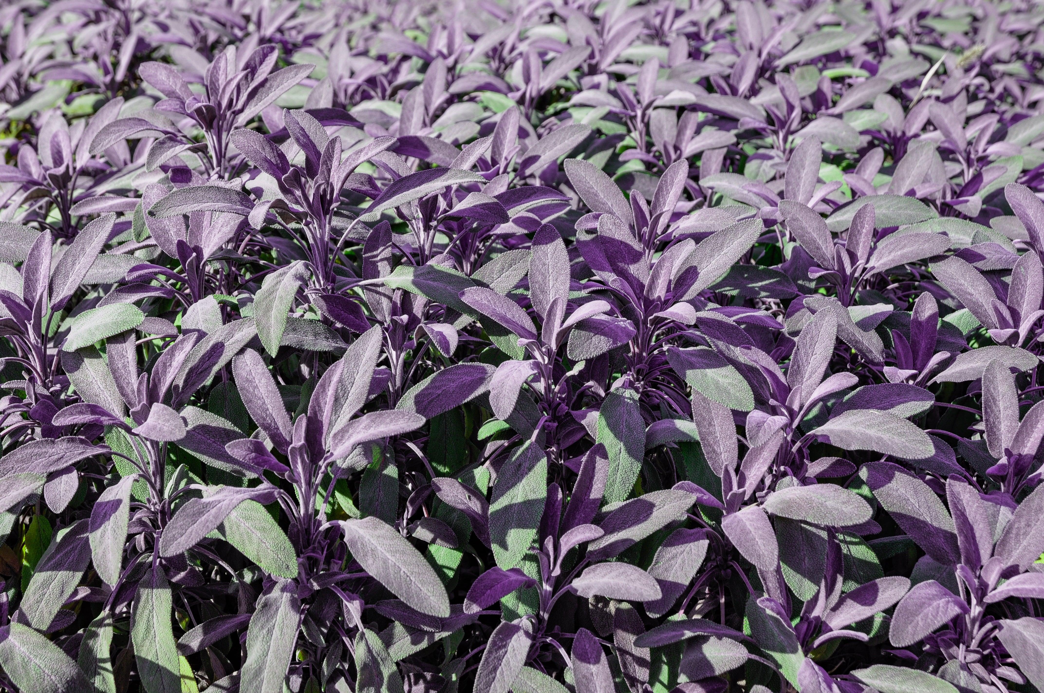 Purple Eranthemum Plant  Mapro