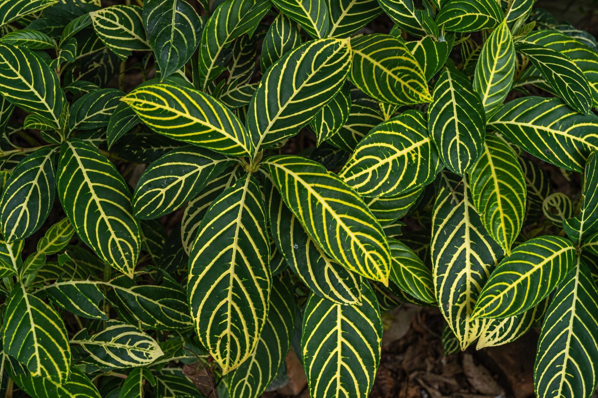 Sanchezia nobilis  Mapro