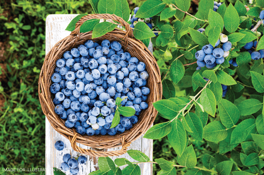 Blueberry Crush Recipes