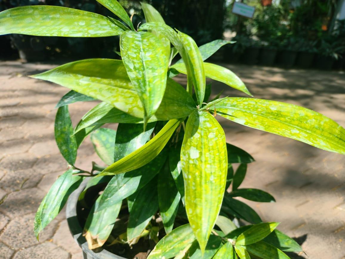 Draceana Green Plant