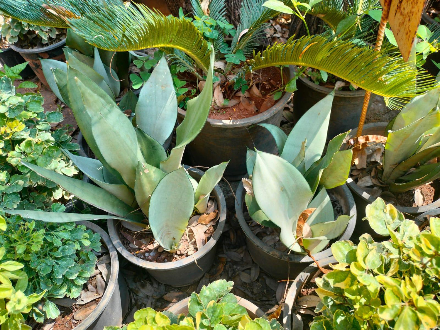 Cycus plant