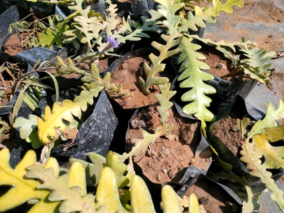 Fishbone Cactus Plant