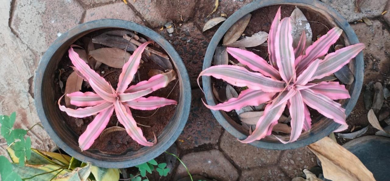 Cryptanthus Pink Plant