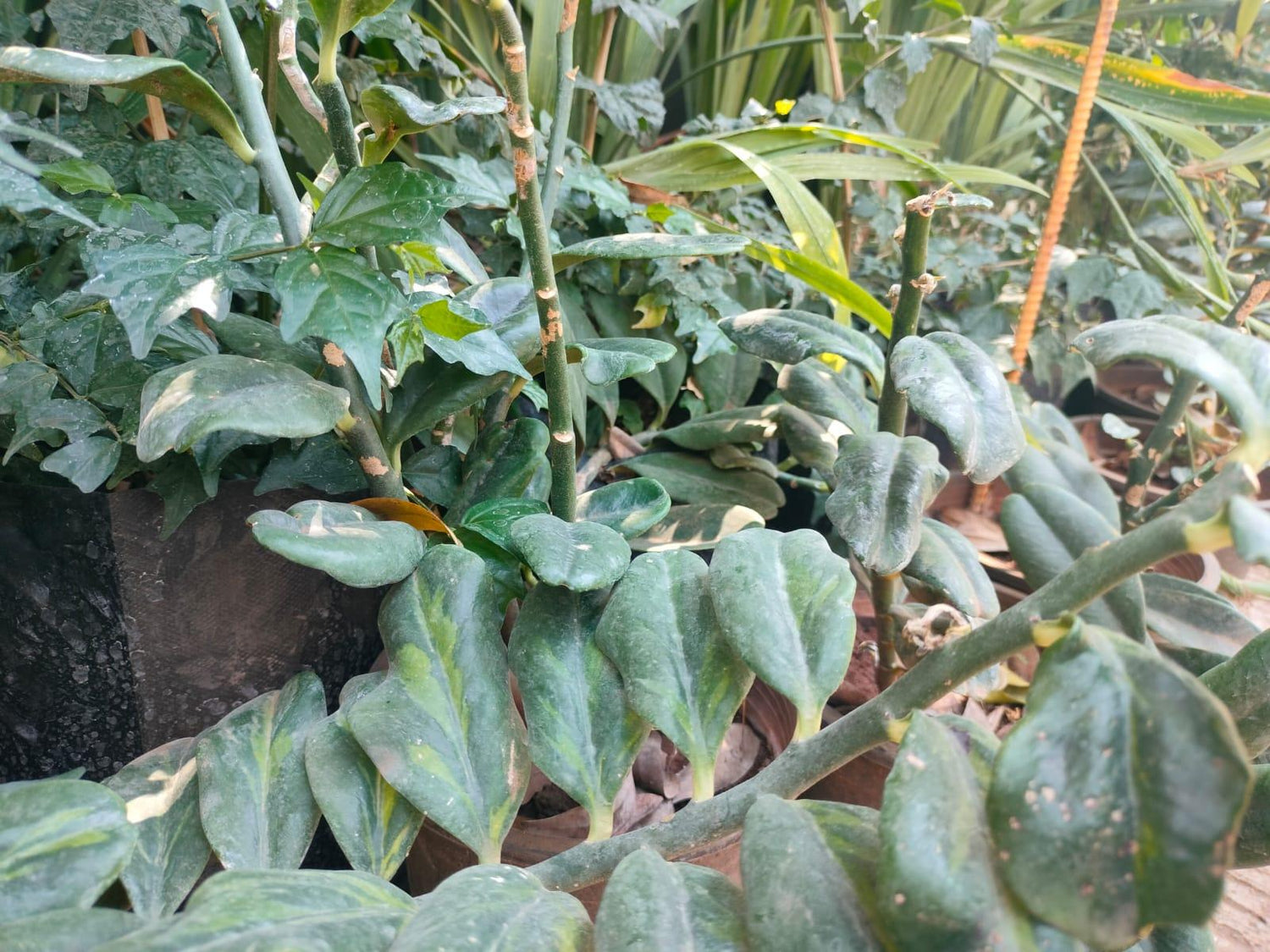 Pedilanthus Curly Green Plant