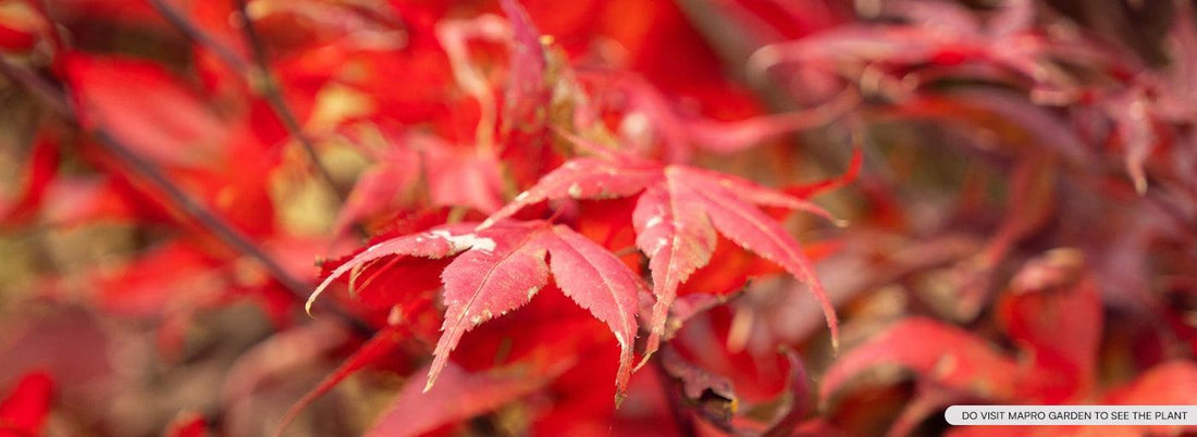 Acalypha Godseffiana Plant