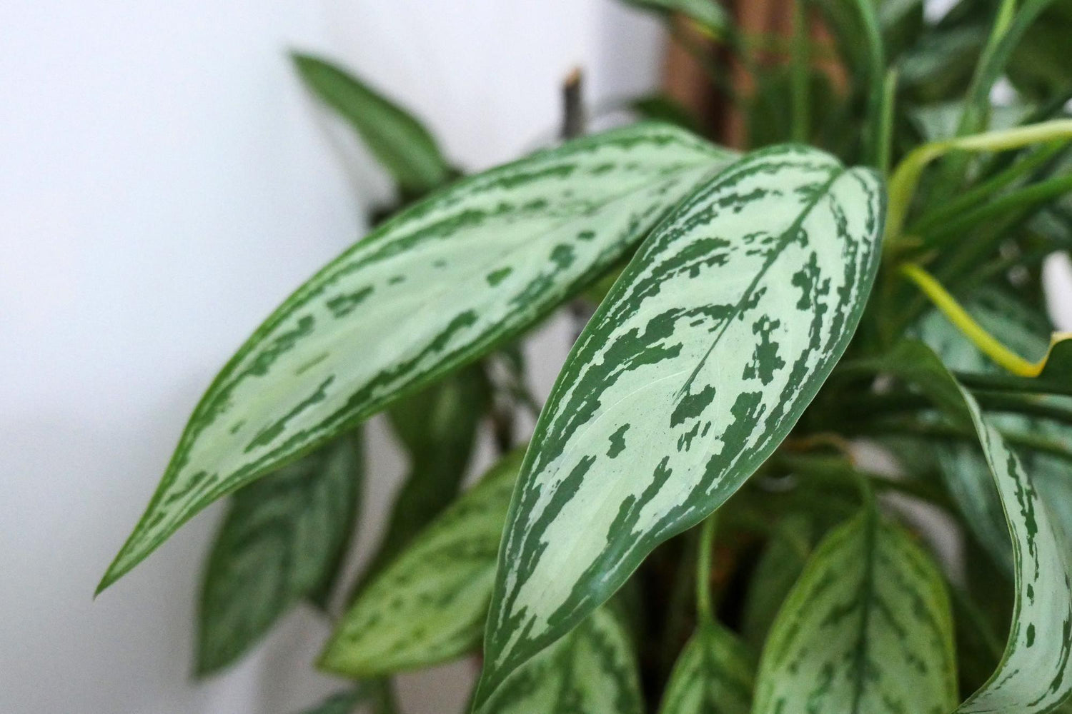 Aglonema Plant