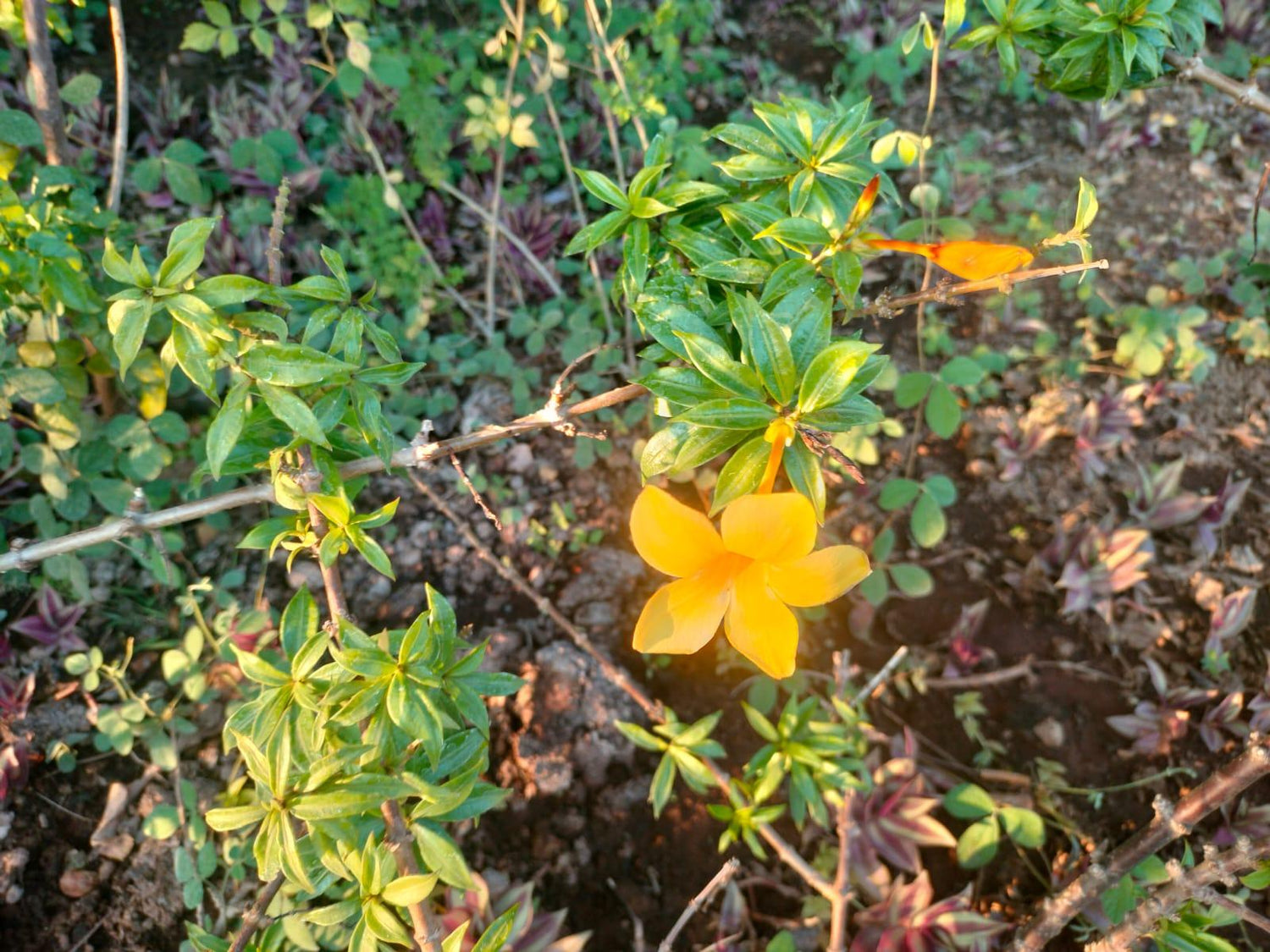 Allamenda Plant