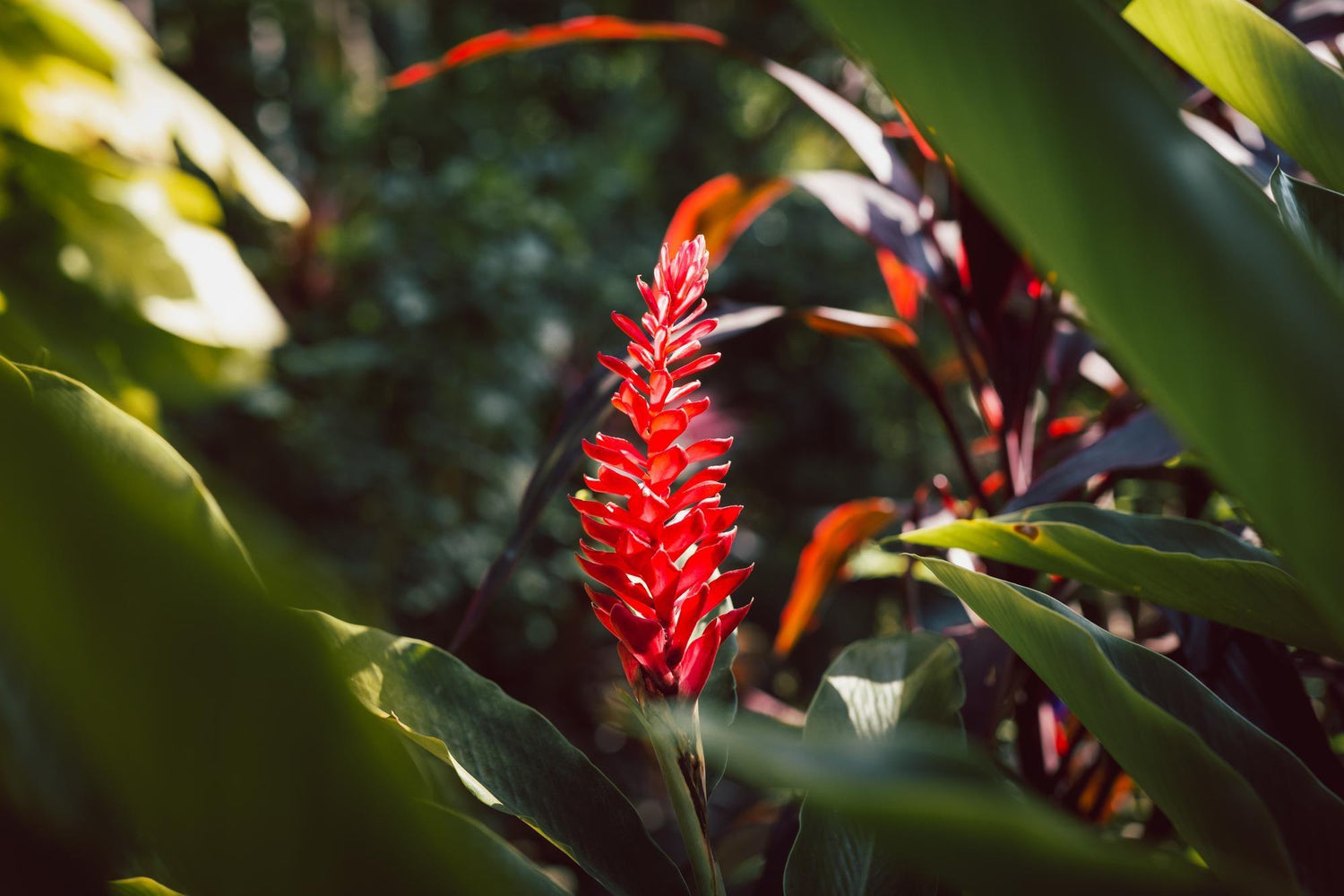 Alpinia