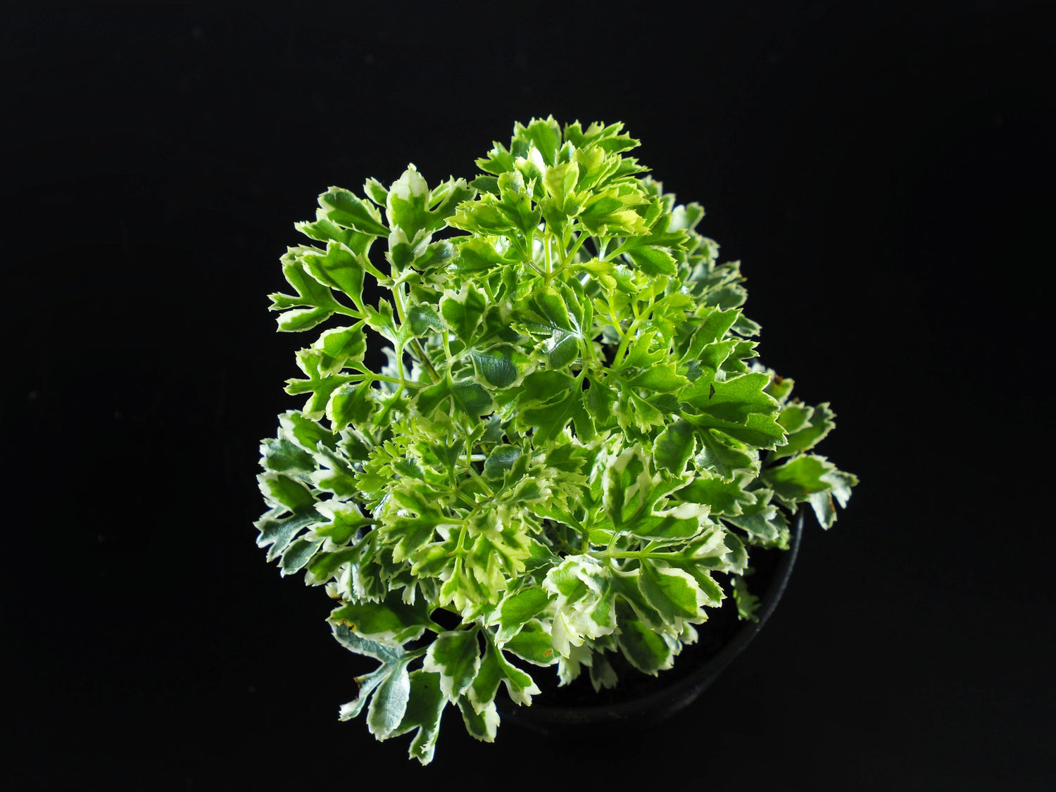 Aralia Green Big Plant