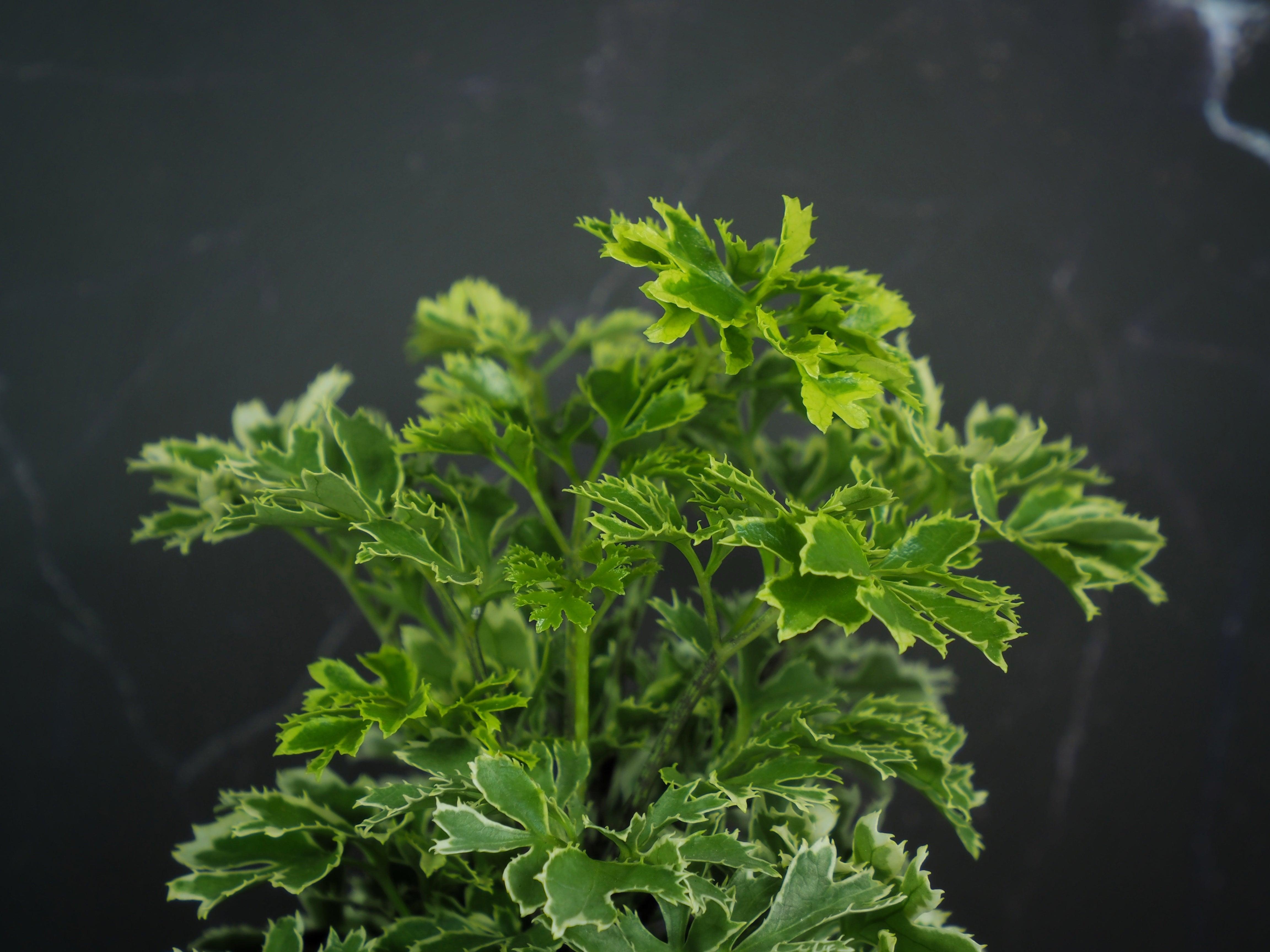 Aralia Vari Big Plant – Mapro