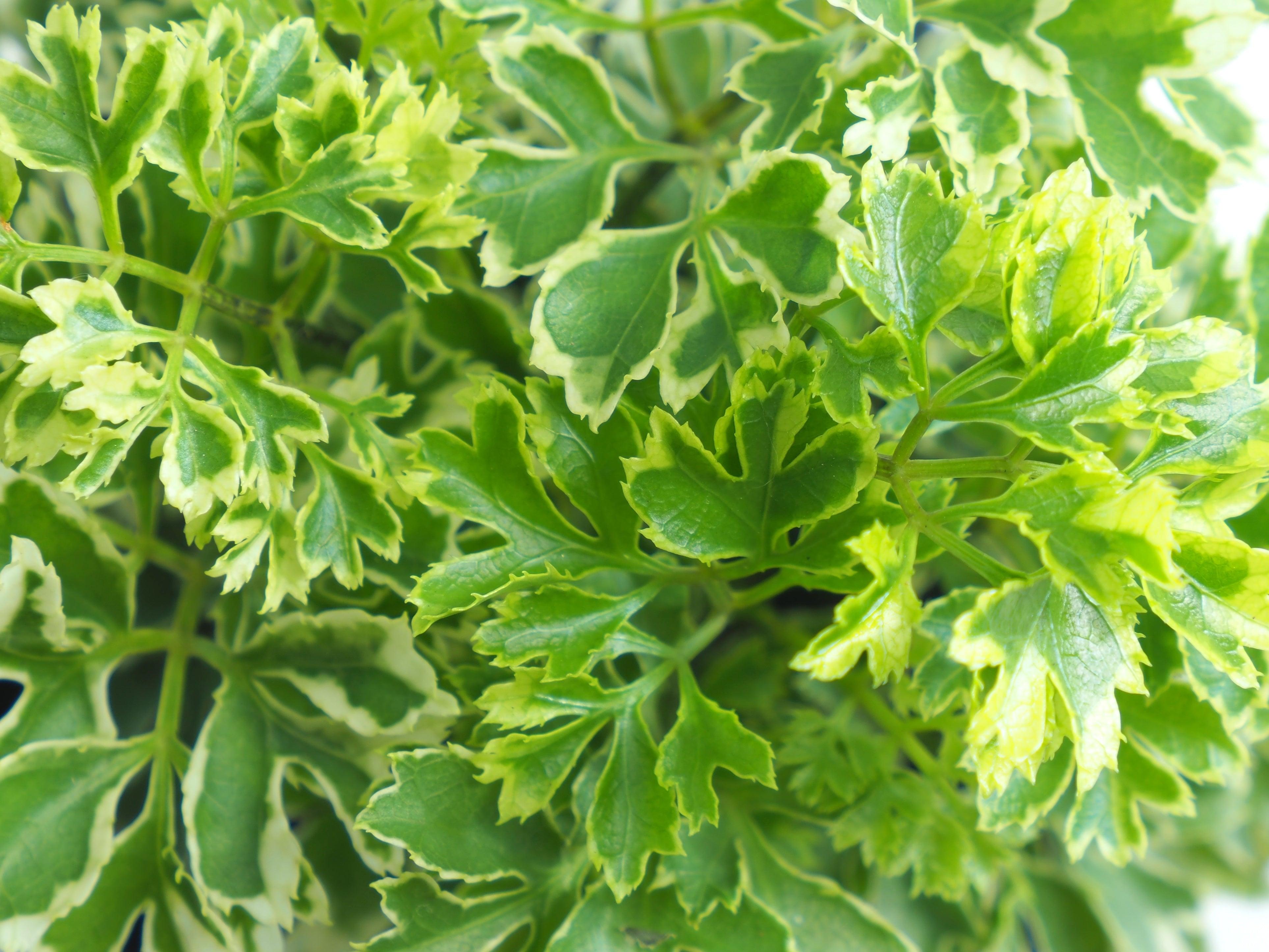 Aralia Vari Mini Plant – Mapro