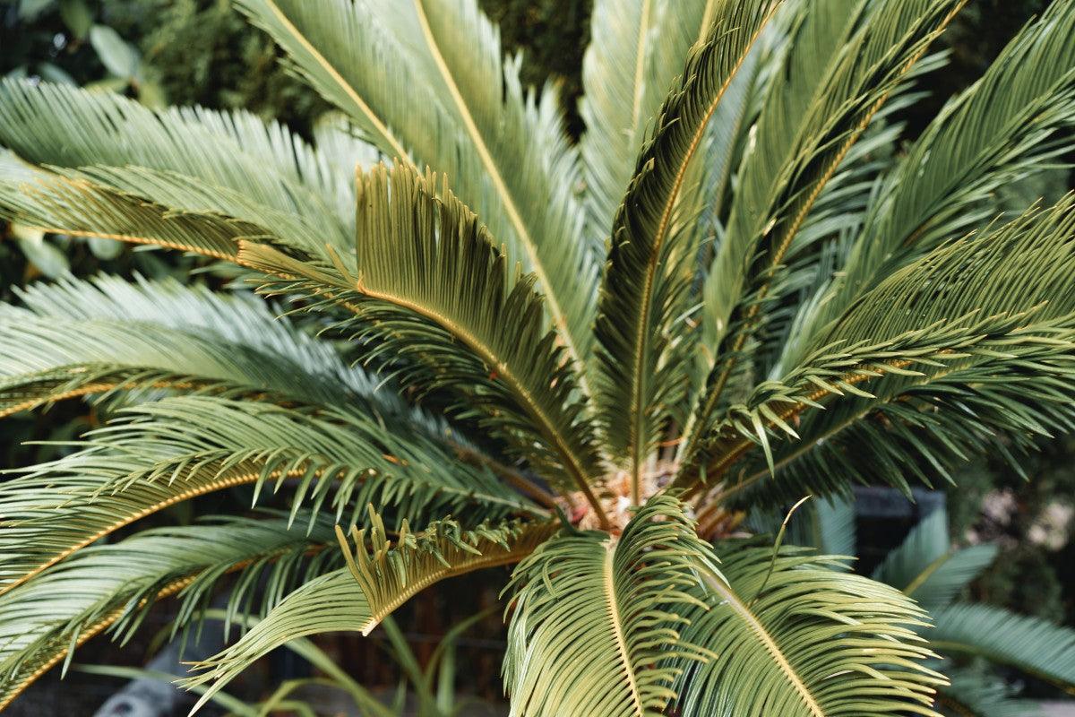 Areca Palm Plant