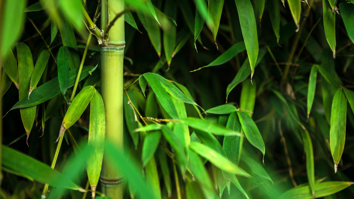 Bamboo Plant