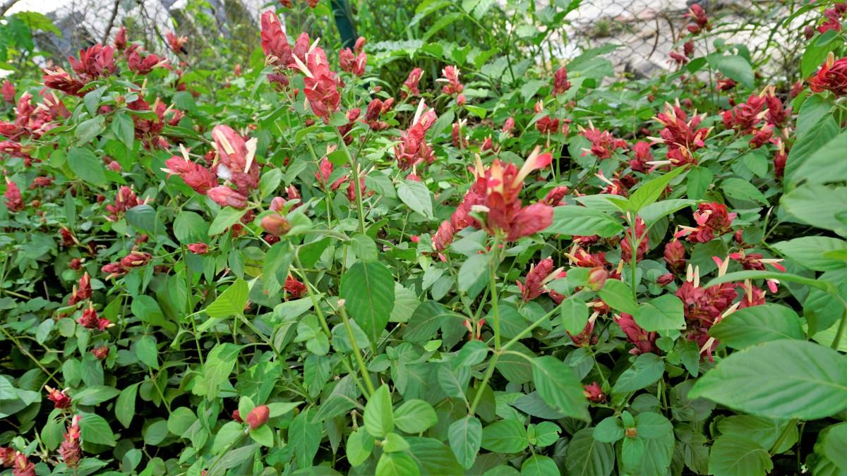 Beloperum Plant