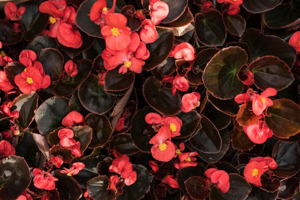 Bigonia Big Plant