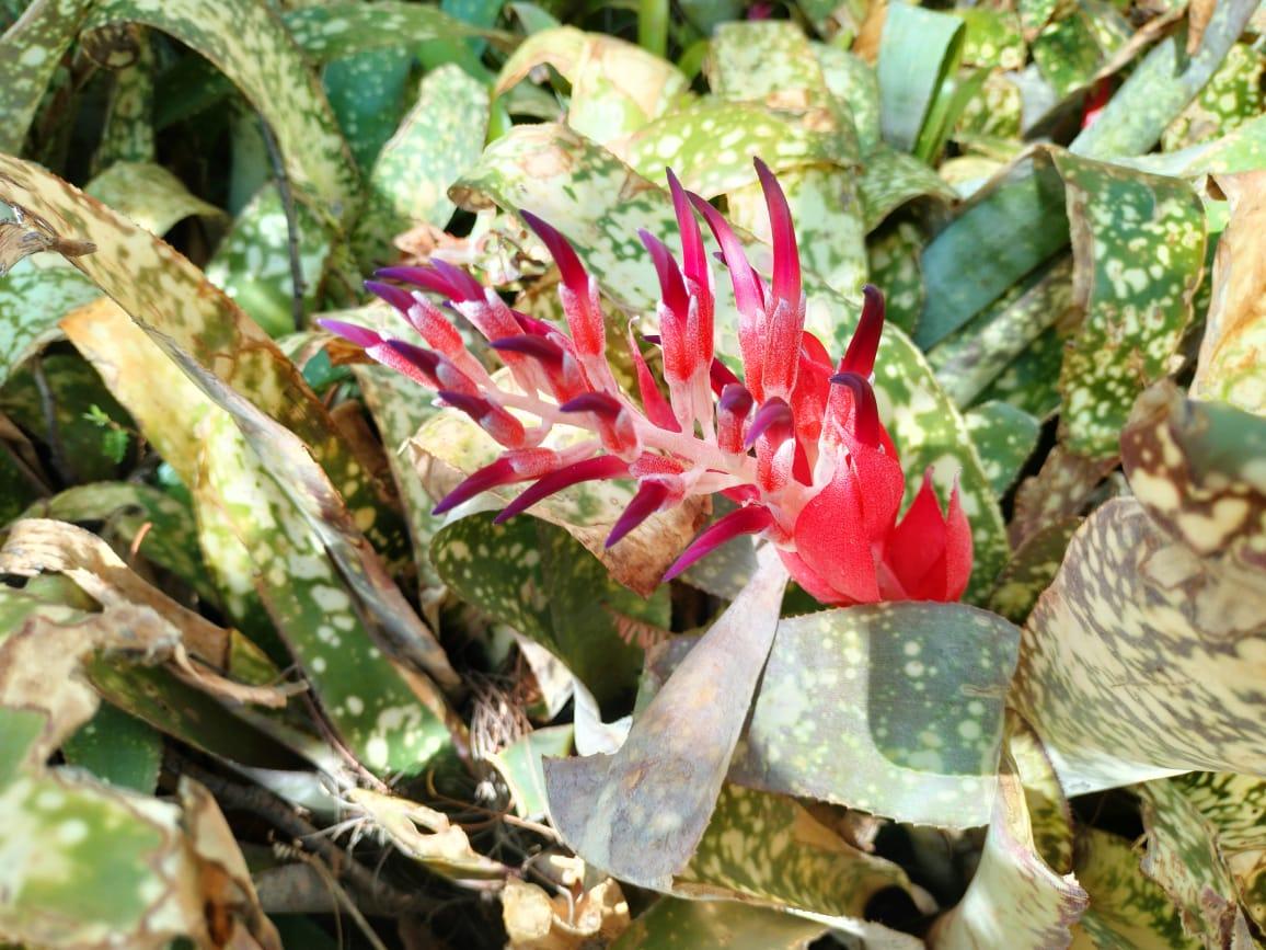 Billbergia Plant