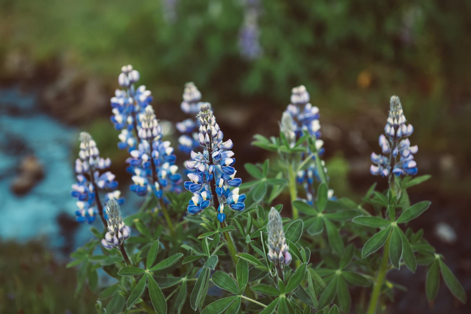 Blue sage
