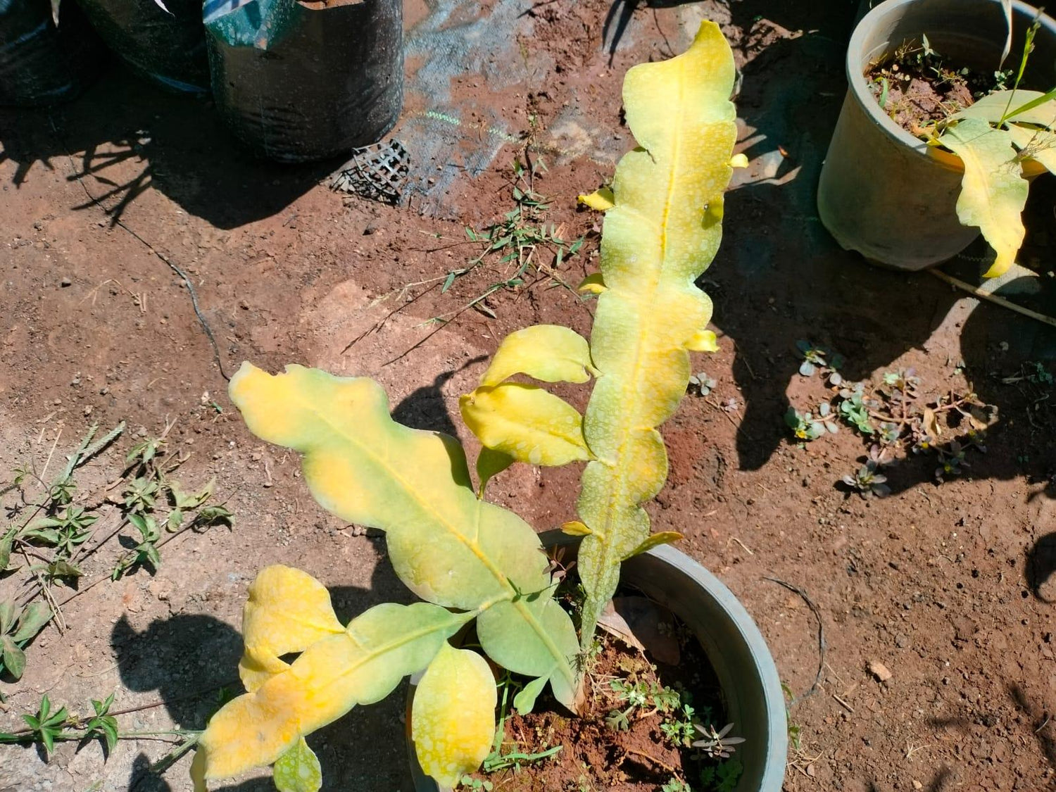 Bramha kamal Plant