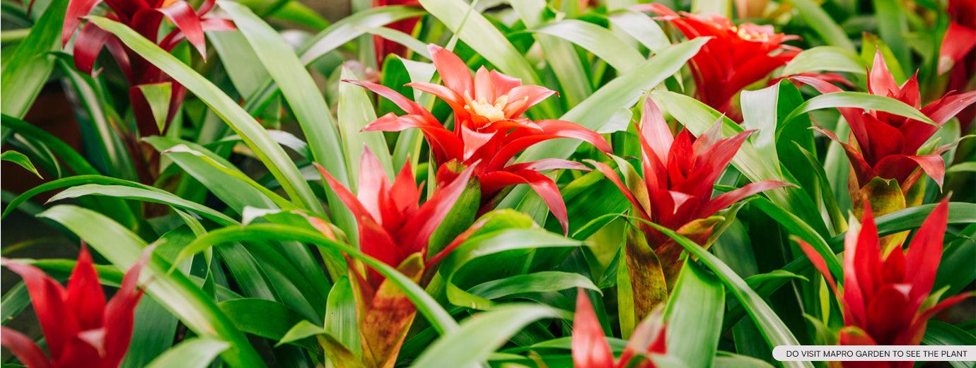 Bromeliads