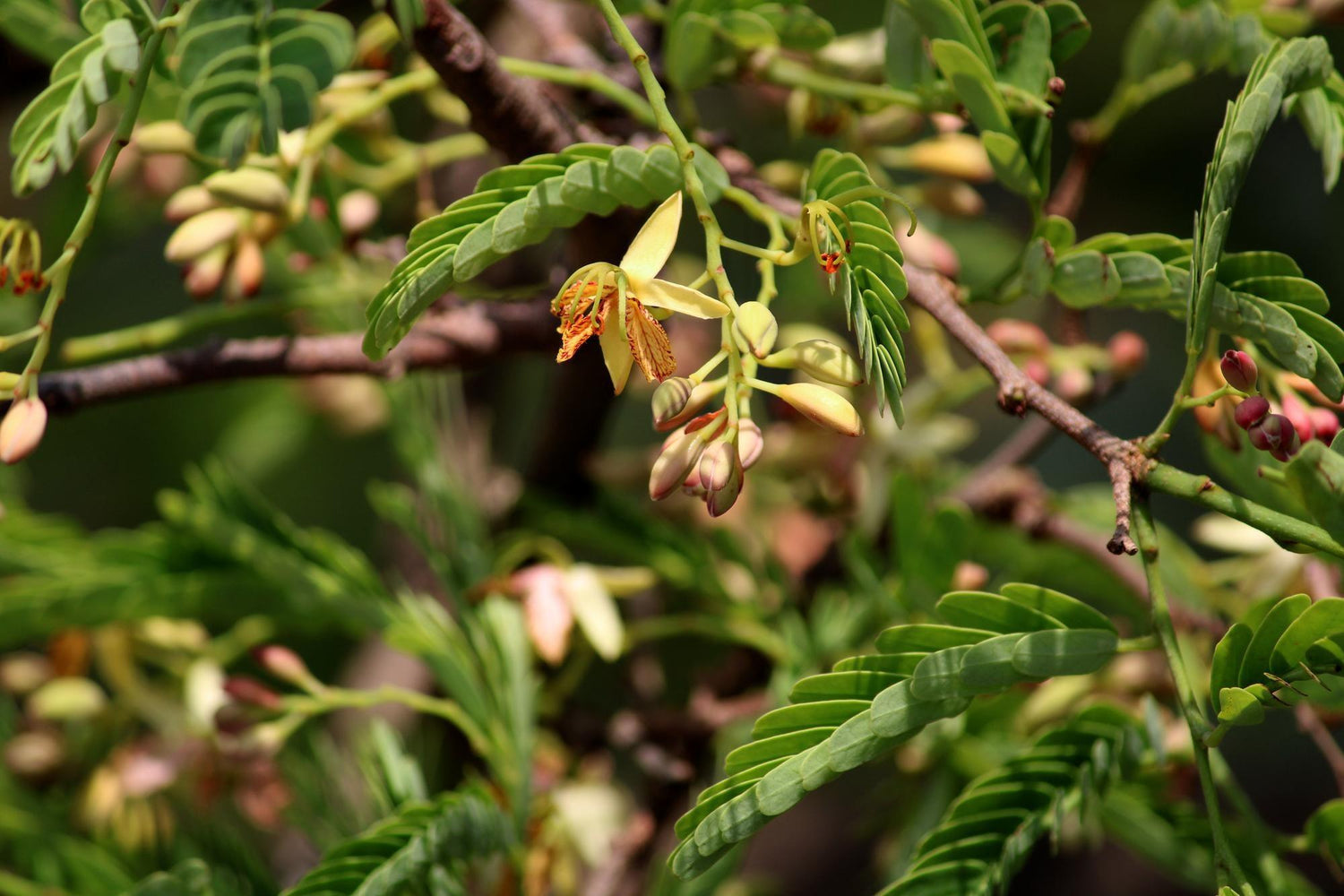 Caesalpinia pulcherrima