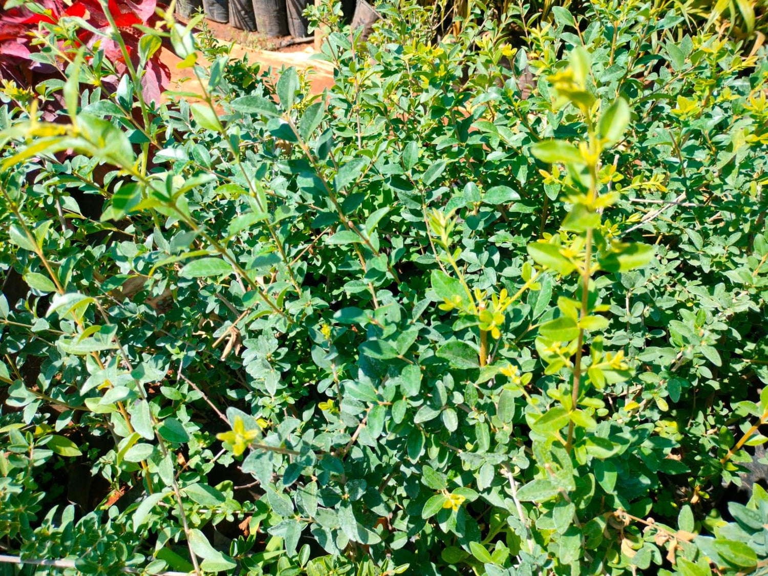 Chinese private Plant