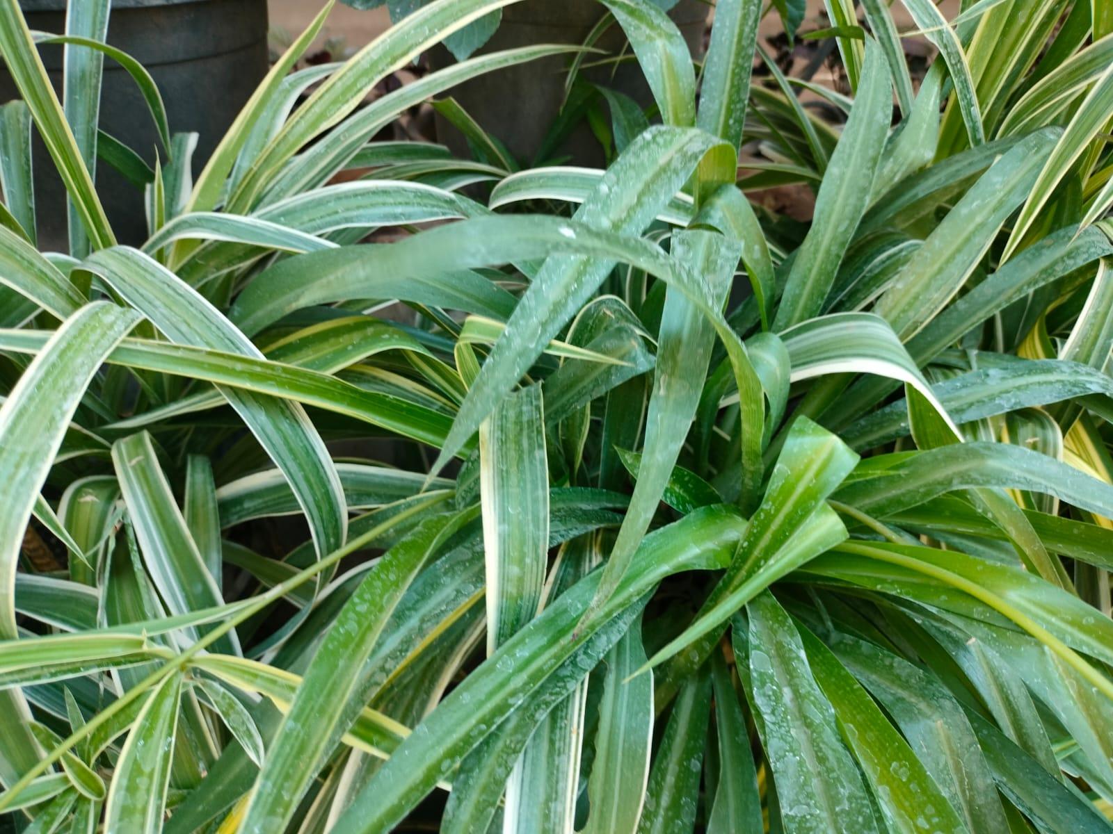 Chlorophytum 12cm Mix in Basket - The Horti House