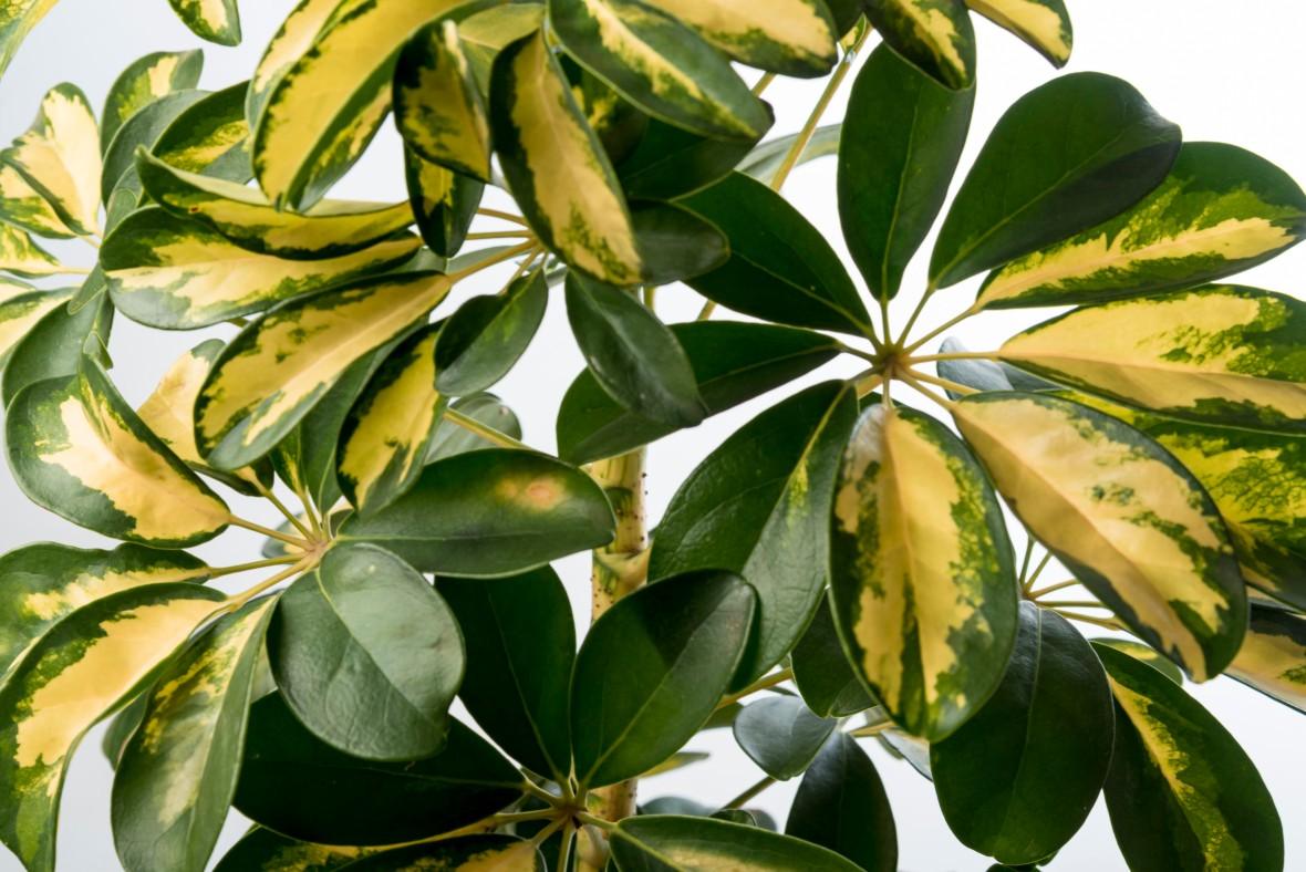 Ficus Safari Varigated Plant