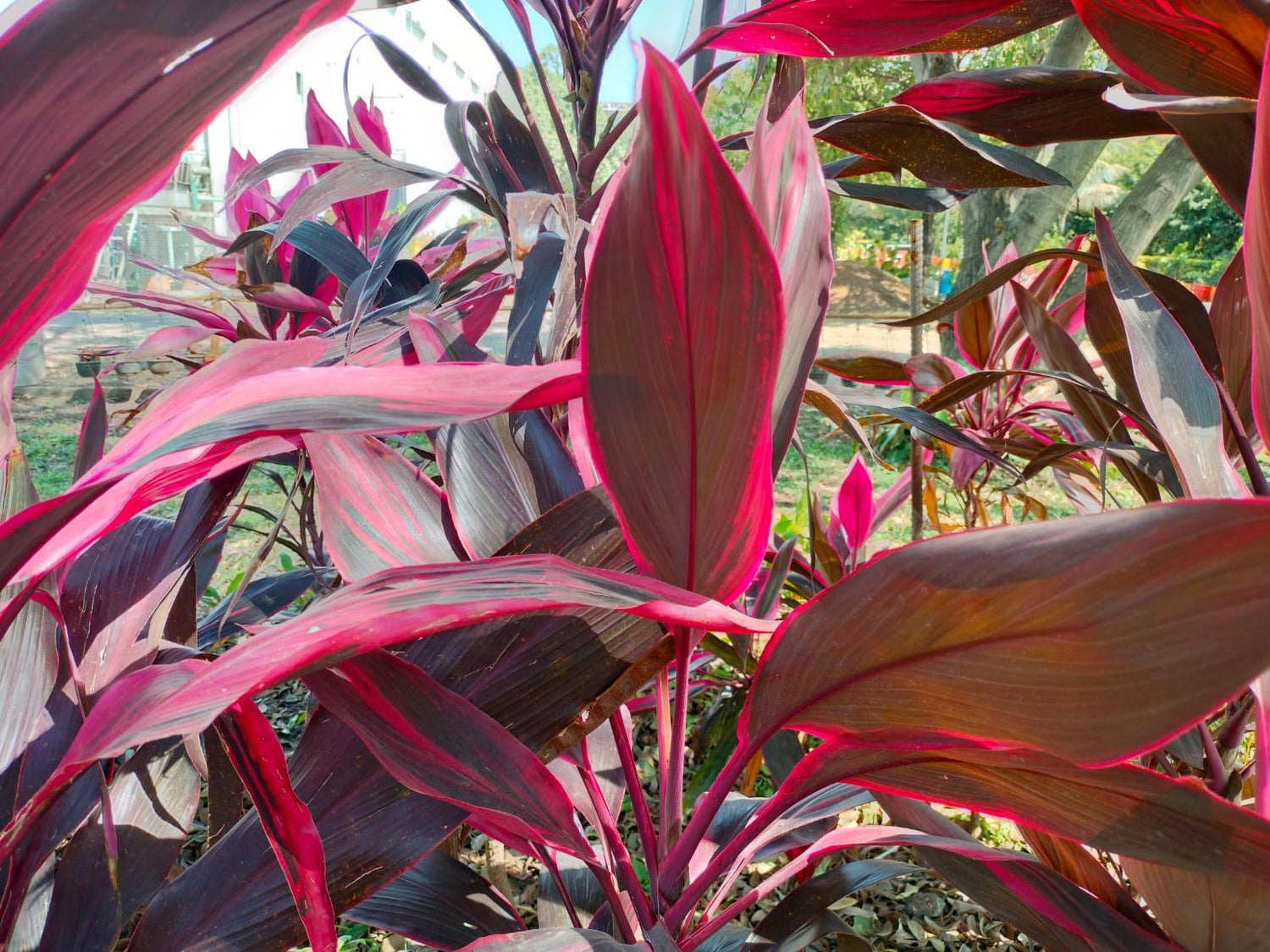 Cordyline (Draceana mahatma) Plant