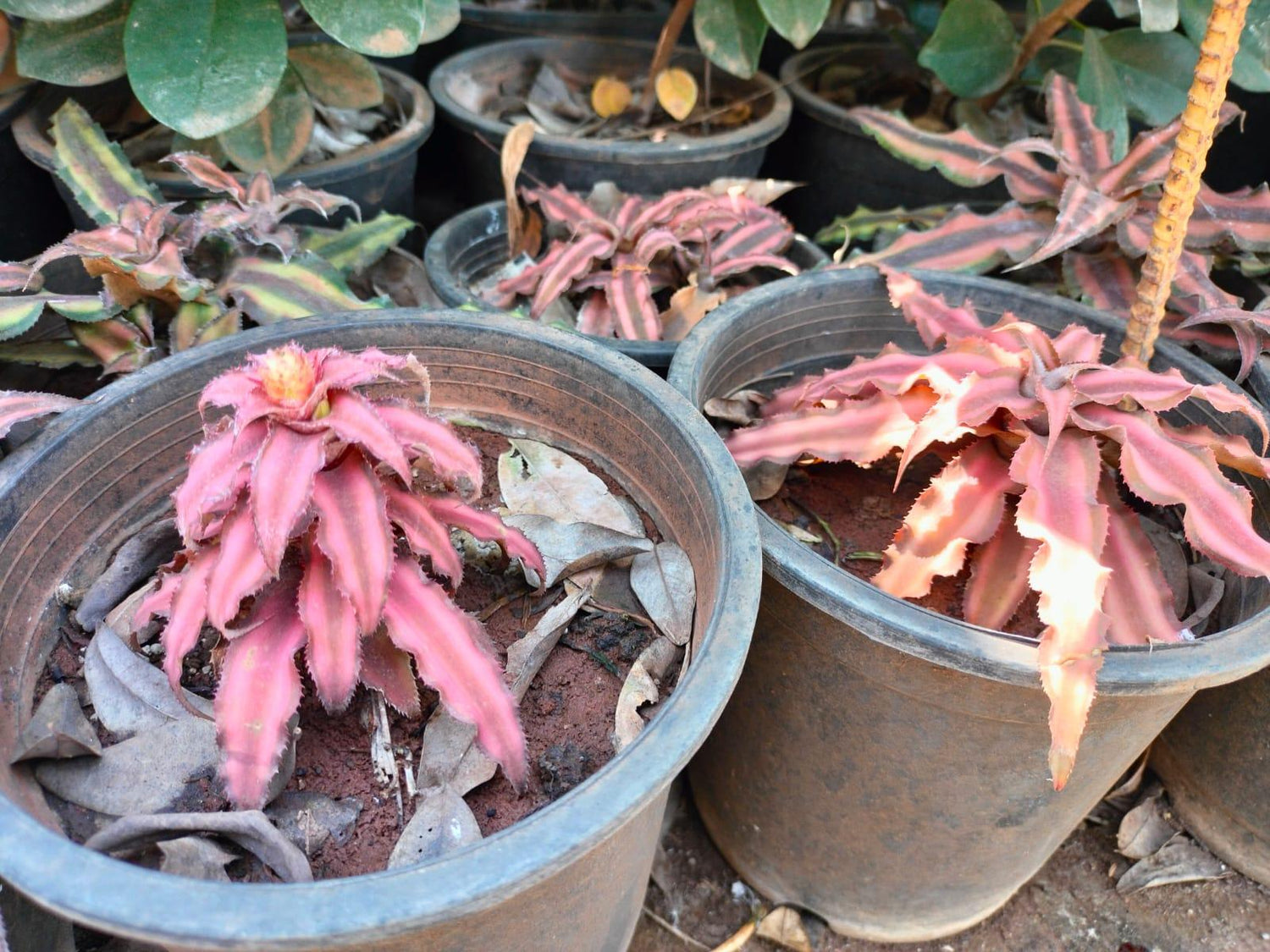 Cryptanthus Brown Plant
