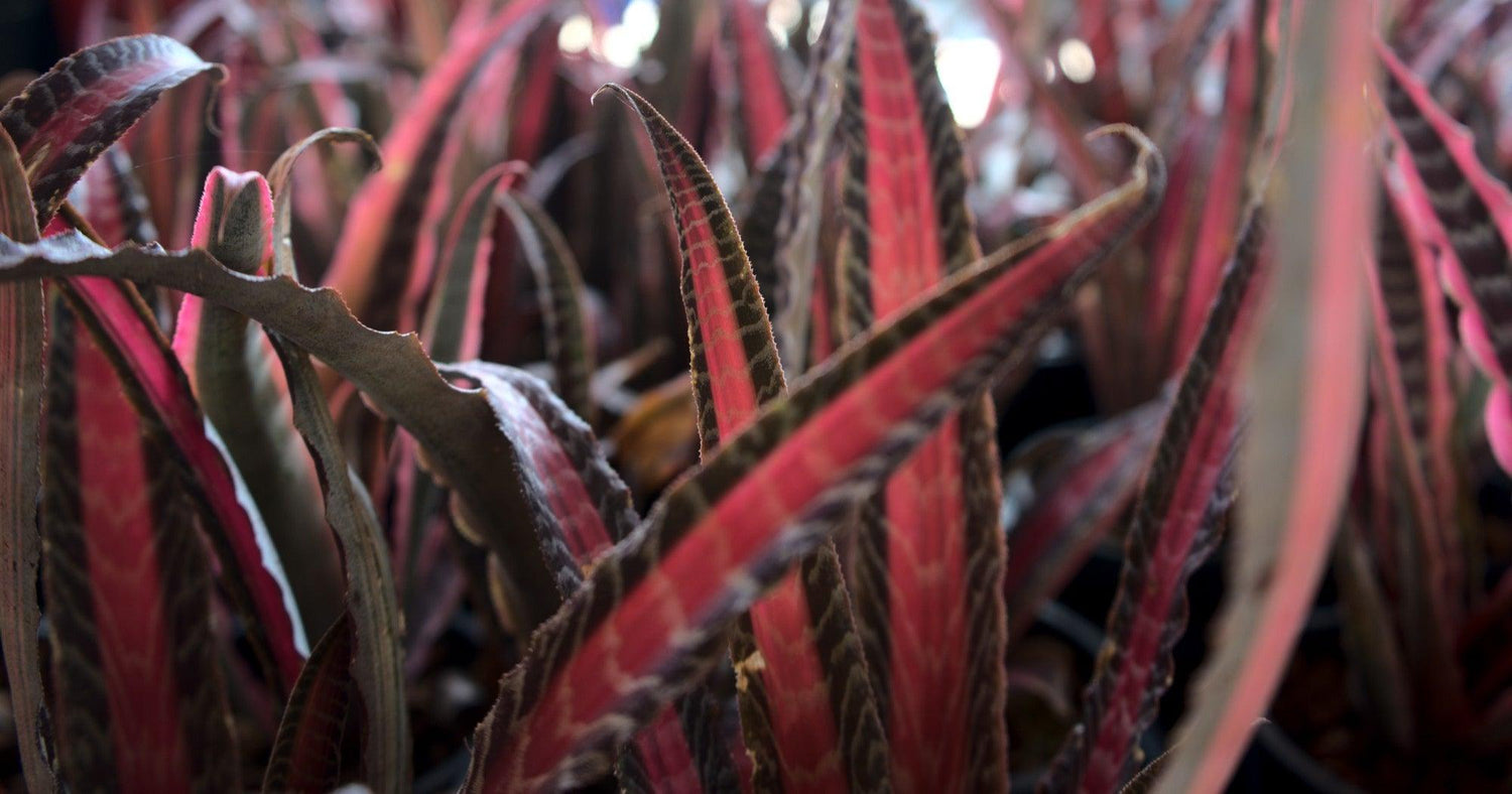 Cryptanthus Tiger Plant