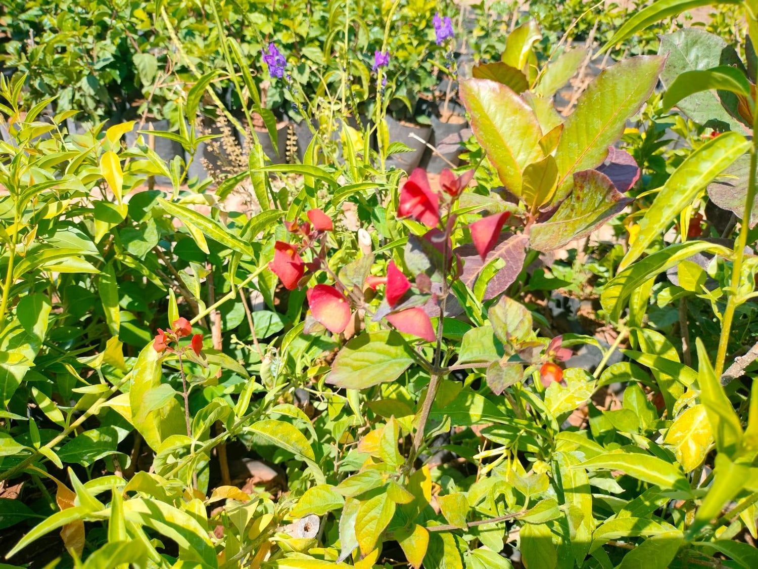 Cup & Saucer Plant Red