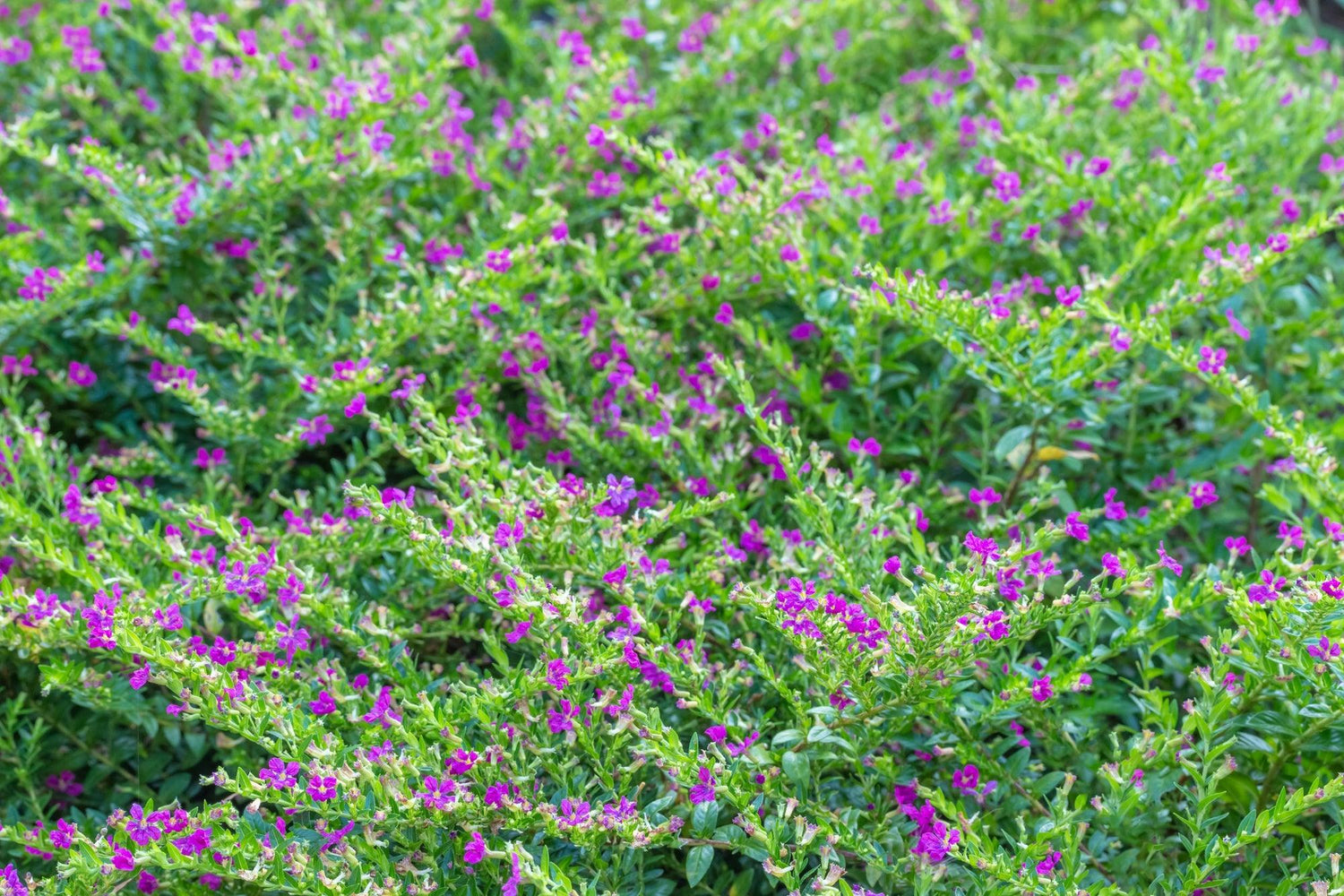 Cuphea hyssopifolia