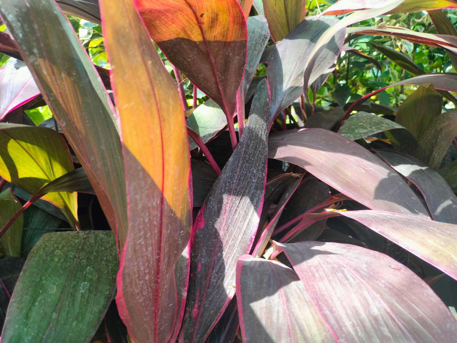 Draceana cordyline
