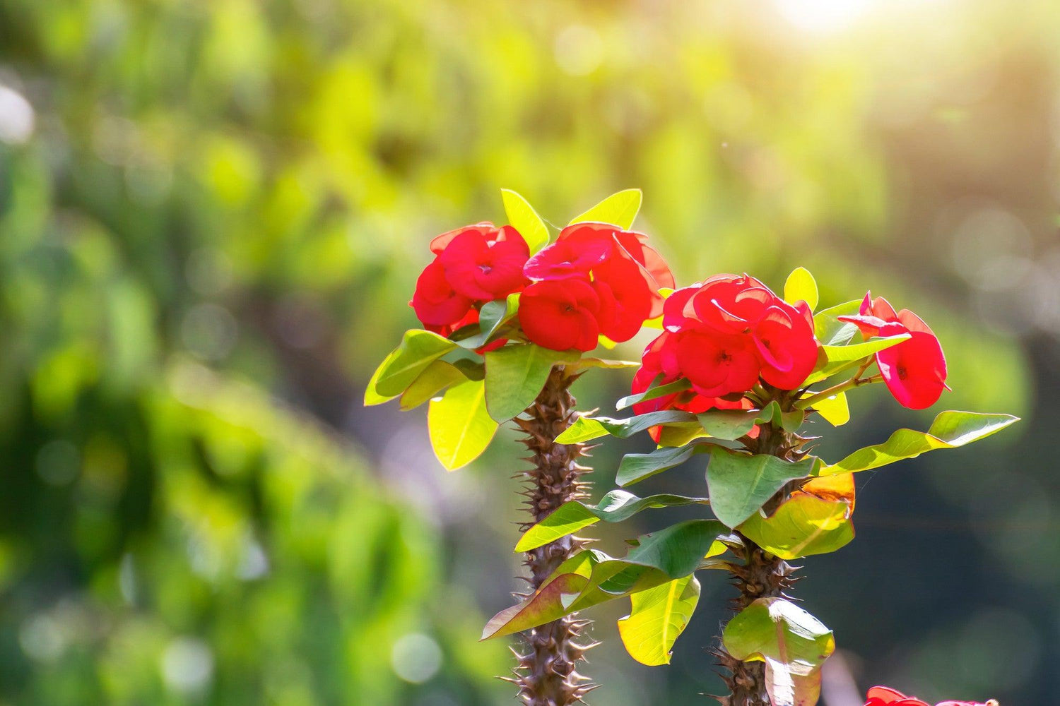Euphorbia