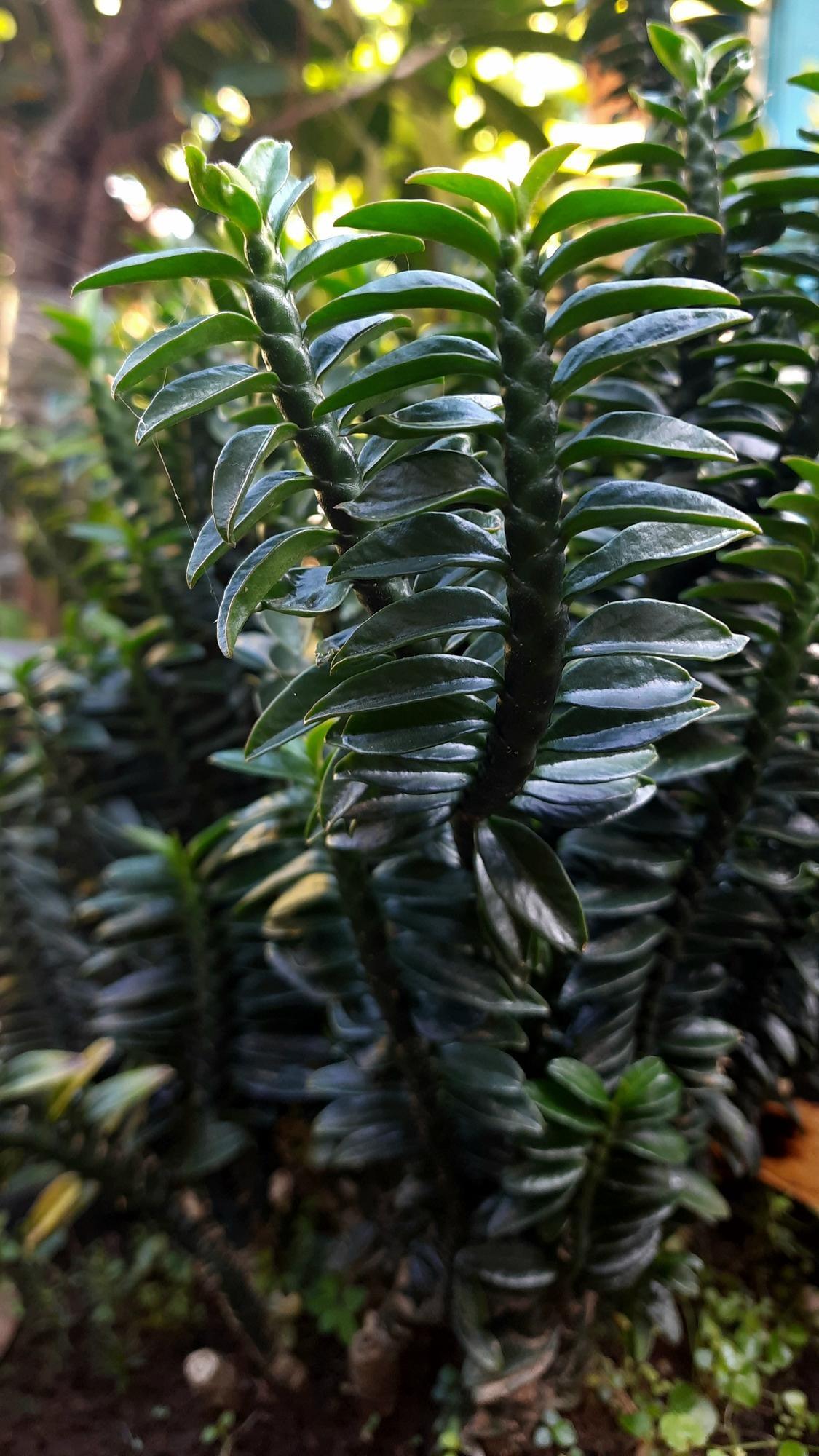 Pedilanthus Tithymaloides Green(Nana) Plant
