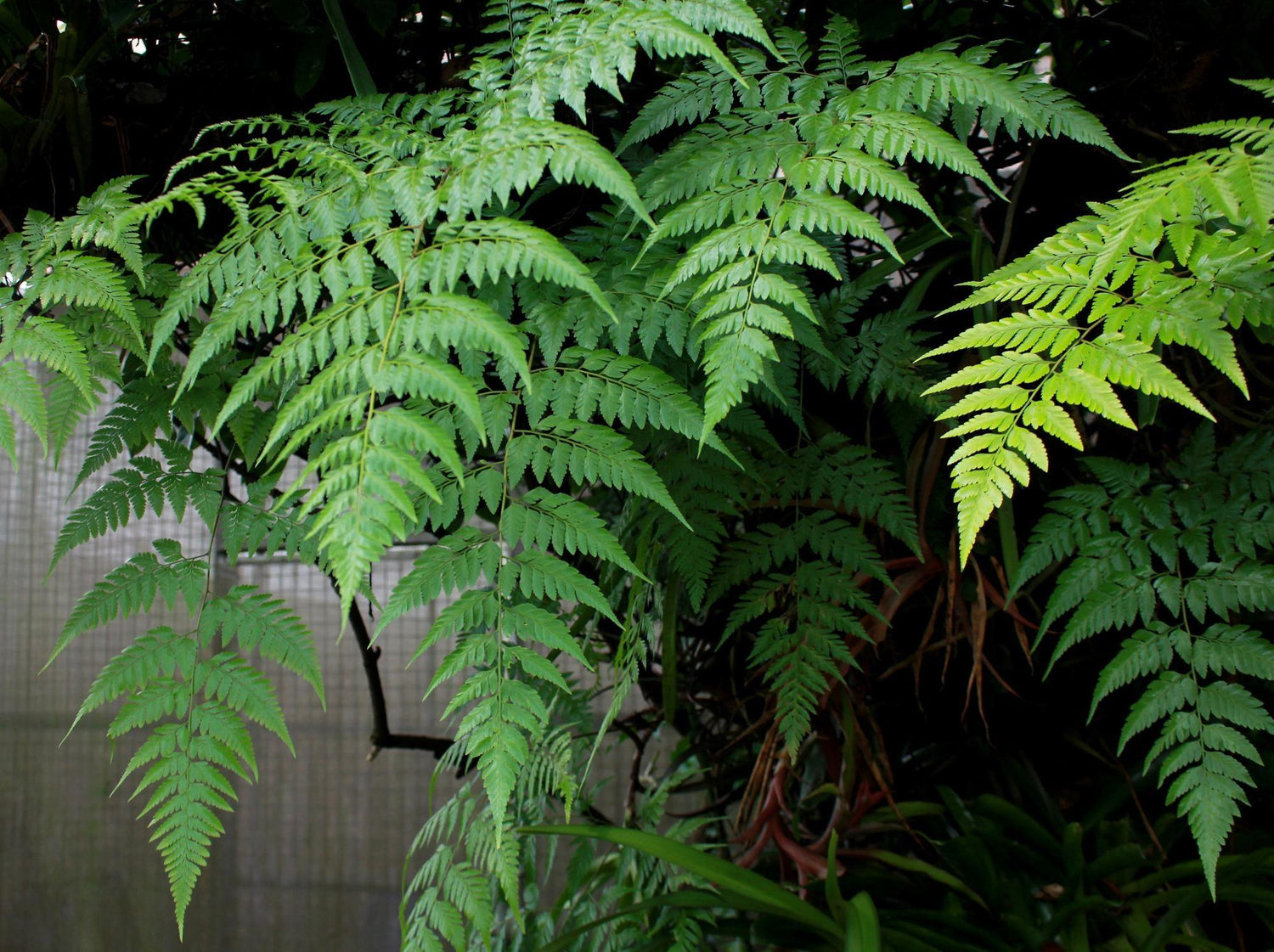 Fern plant