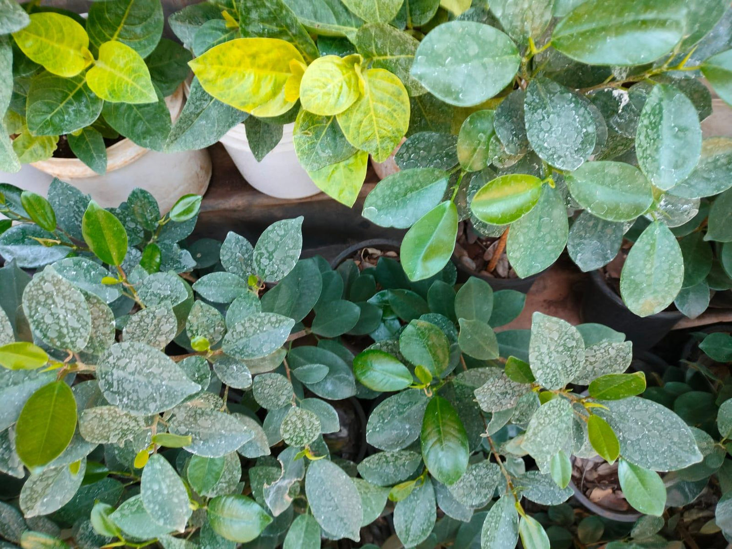 Ficus Benjamina Lee - Mapro