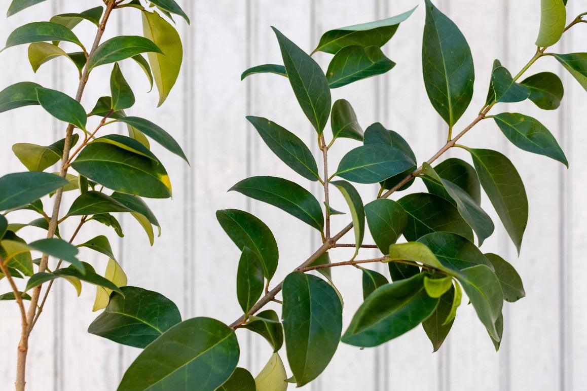 Ficus Black