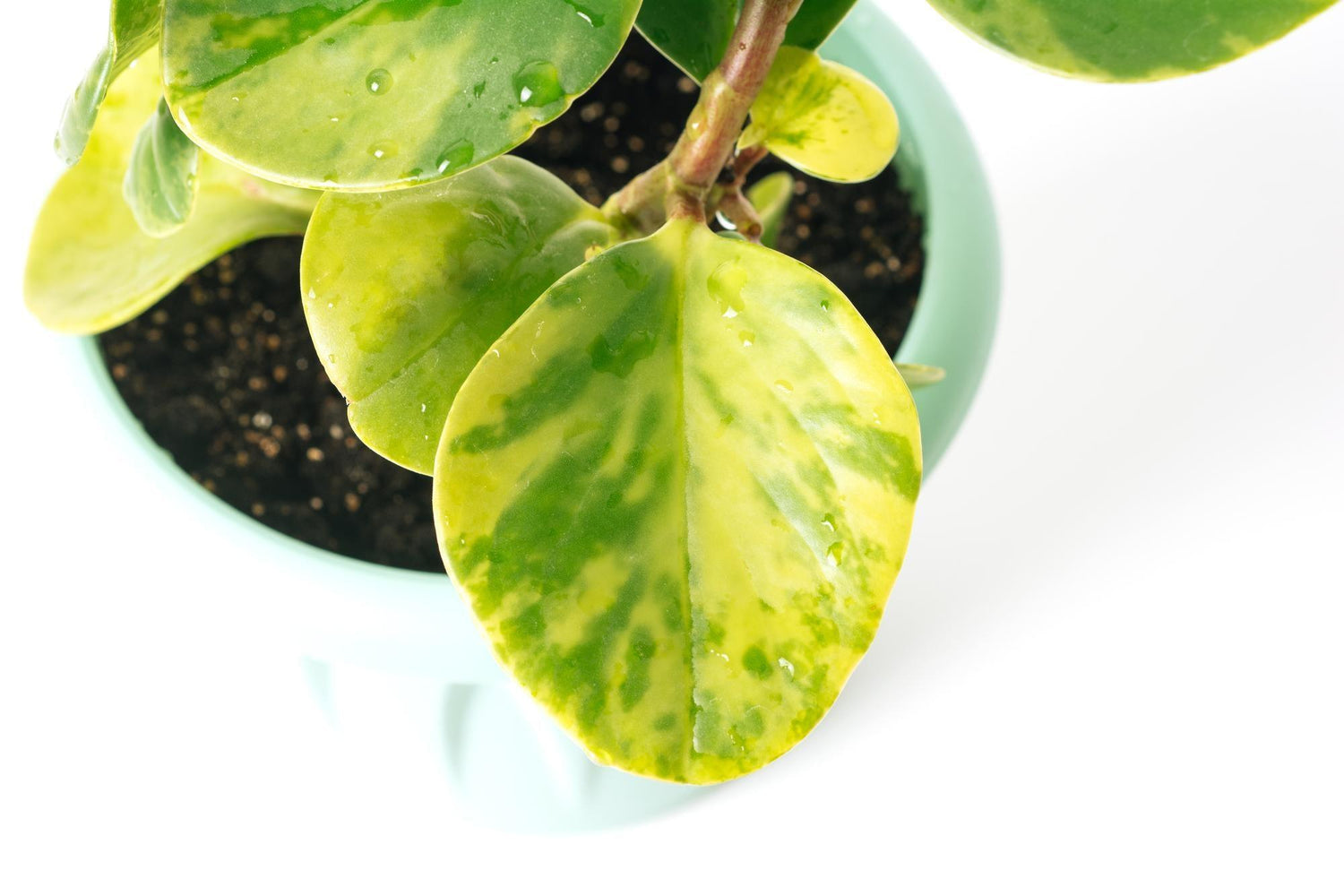 Ficus Microcarpa
