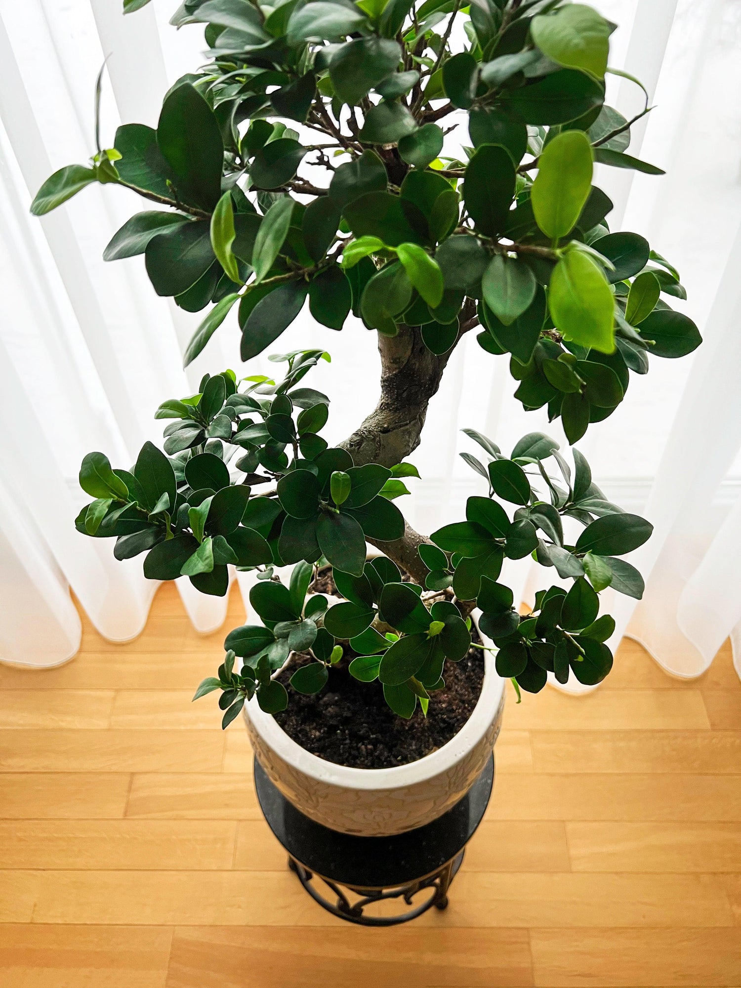 Ficus moclame Plant