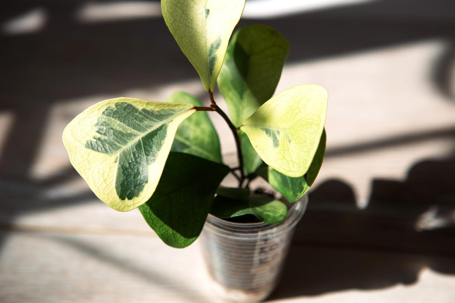 Ficus starlight