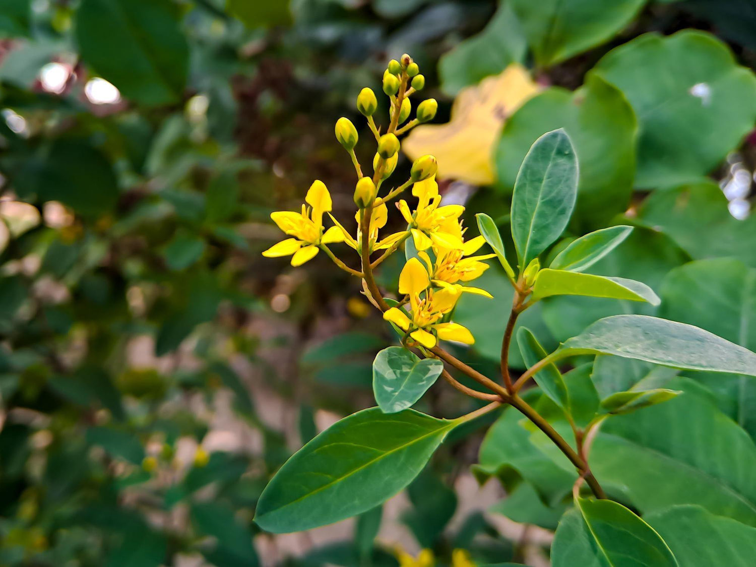 Galphimia Plant