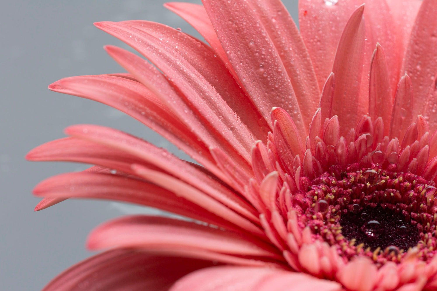 Gerbera